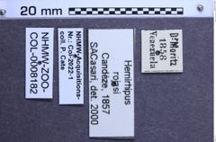 Etiketten zu Hemirhipus rojasi (NHMW-ZOO-COL-0008182)